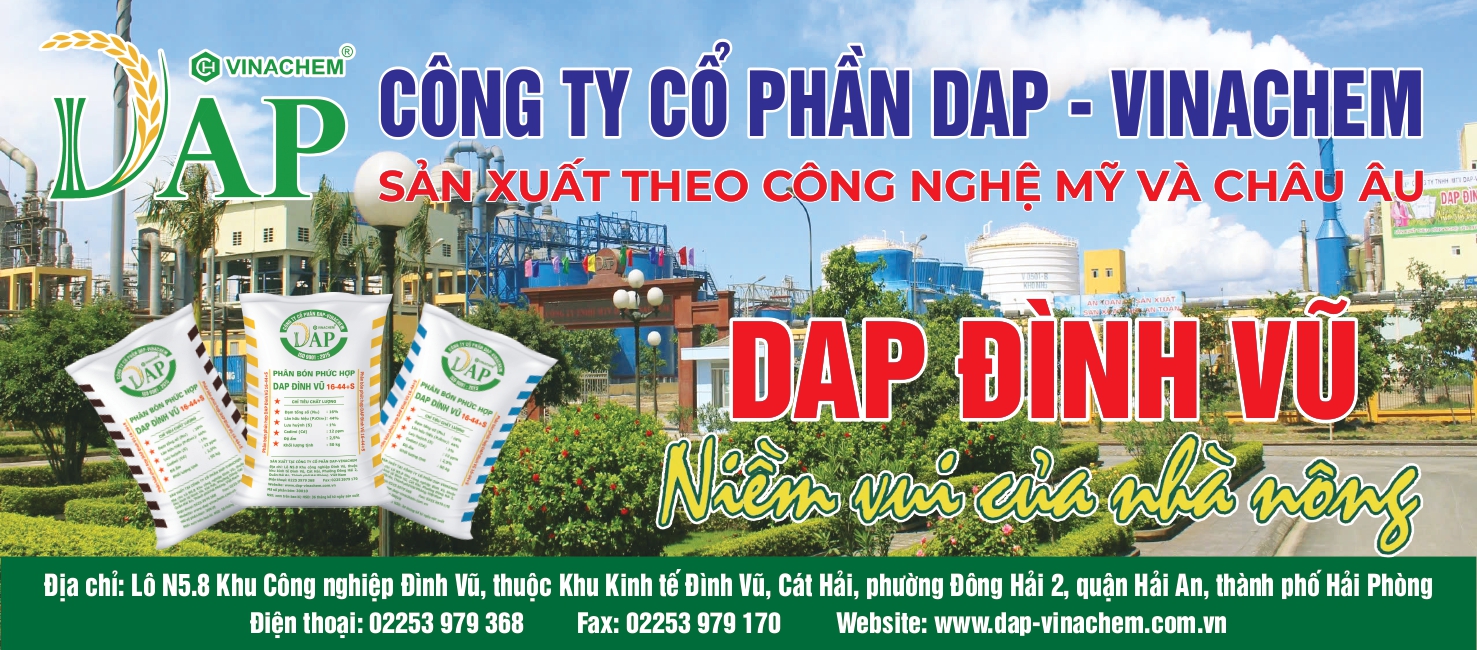dap-dinh-vu