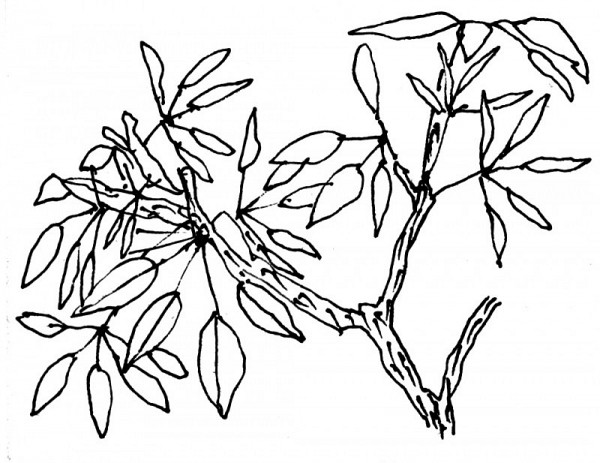 binh minh cha lo tho bach diep