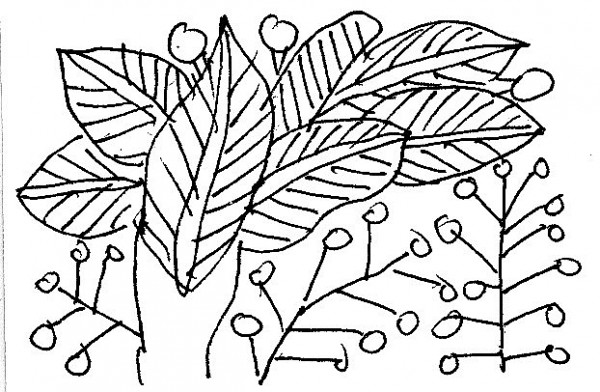 ru loi ca dao tho dang toan