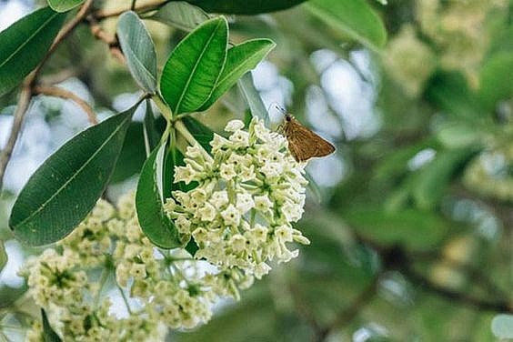 bai tho hoa sua cua nguyen phan hach