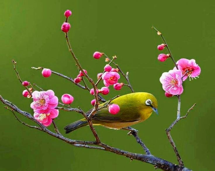 Hoa đào nơi Tứ Hải. Truyện ký của Phạm Quốc Toàn