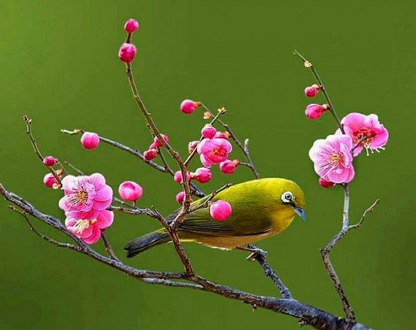 hoa dao noi tu hai truyen ky cua pham quoc toan