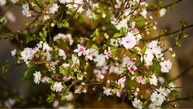 Dặm ngàn hoa. Tản văn của Lê Hà Ngân