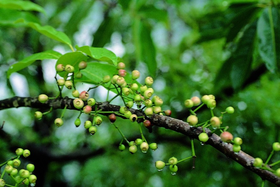 Hương vối ngày xưa