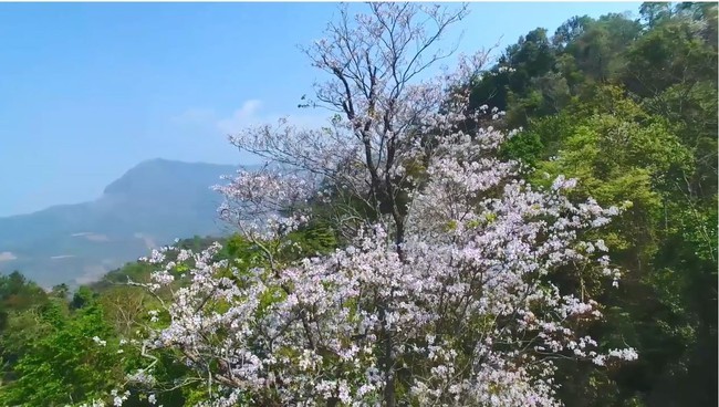 Mỗi mùa ban nở, núi rừng Sơn La ngập trong sắc trắng tinh khôi. Ảnh minh họa. Nguồn: Internet