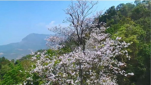 xuan ve tren mien dat thom hoa ngot mat tan van cua tran nguyen my