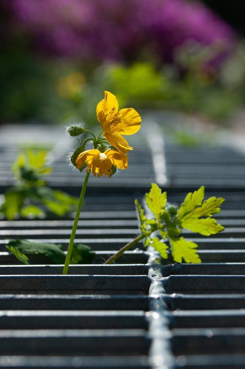 Vườn thiền cổ tích - Chùm thơ của Lê Phương Liên