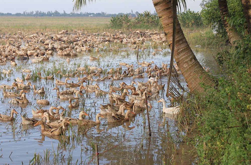 Cậu ấm Trương. Truyện ngắn của Viên Lan Anh