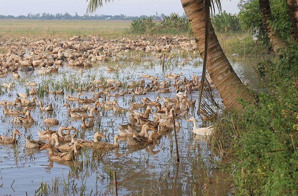 cau am truong truyen ngan cua vien lan anh