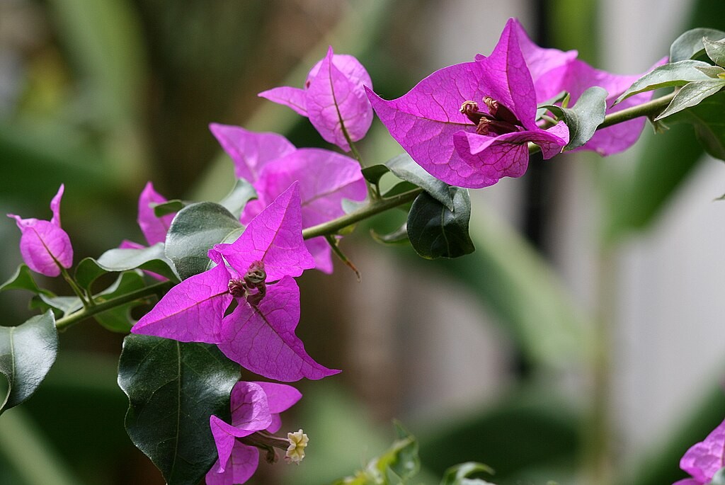 Hoa giấy. Tản văn của Tô Hoài