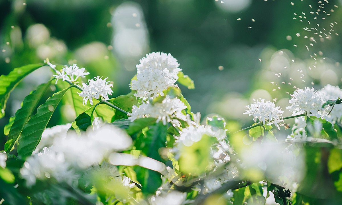 Hoa trắng Tây Nguyên