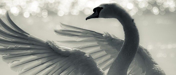 Chiếc lông ngỗng trời.  Truyện ngắn của Trần Đức Tiến