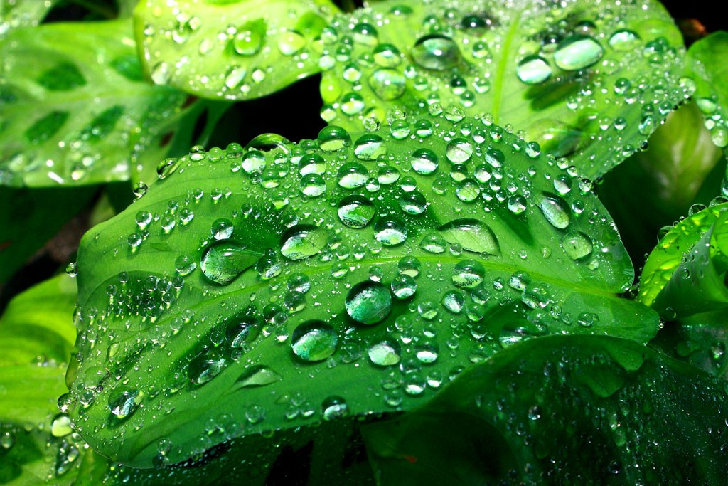 Giọt sương. Truyện ngắn của Trần Đức Tiến