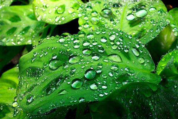 giot suong truyen ngan cua tran duc tien