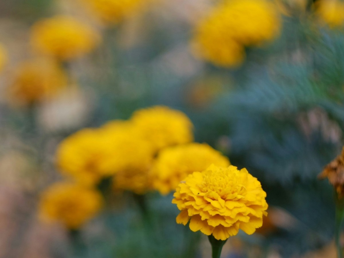 Xuân vị mặn. Tản văn của Lê Văn Nhân