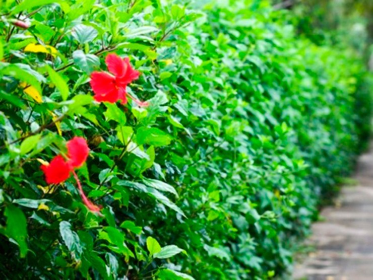 Chênh chao nỗi nhớ hàng rào dâm bụt. Tản văn của Việt Phi