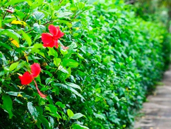 chenh chao noi nho hang rao dam but tan van cua viet phi