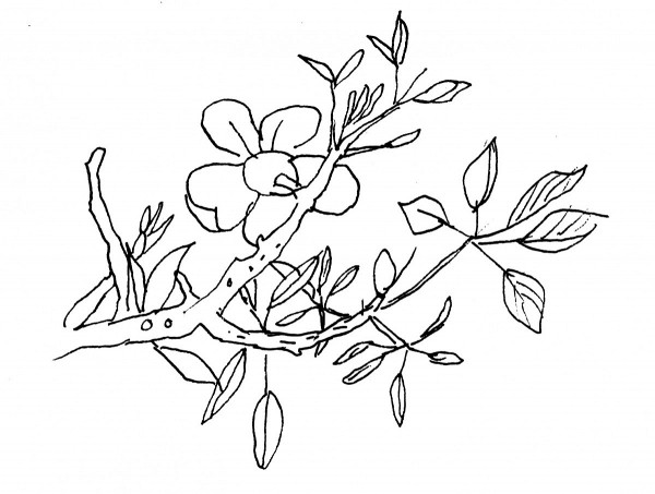 nguoi tho doan manh phuong