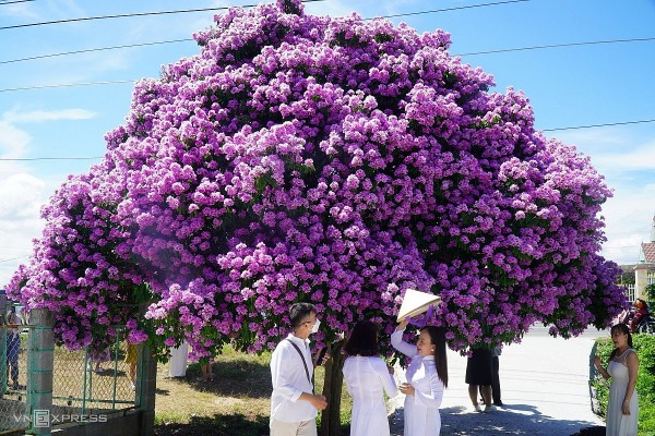 cay bang lang tro hoa