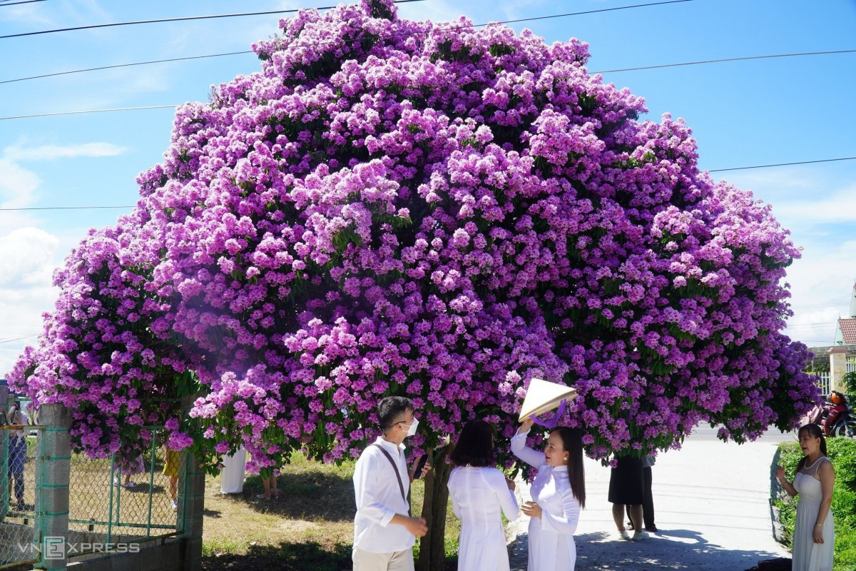 Cây bằng lăng trổ hoa