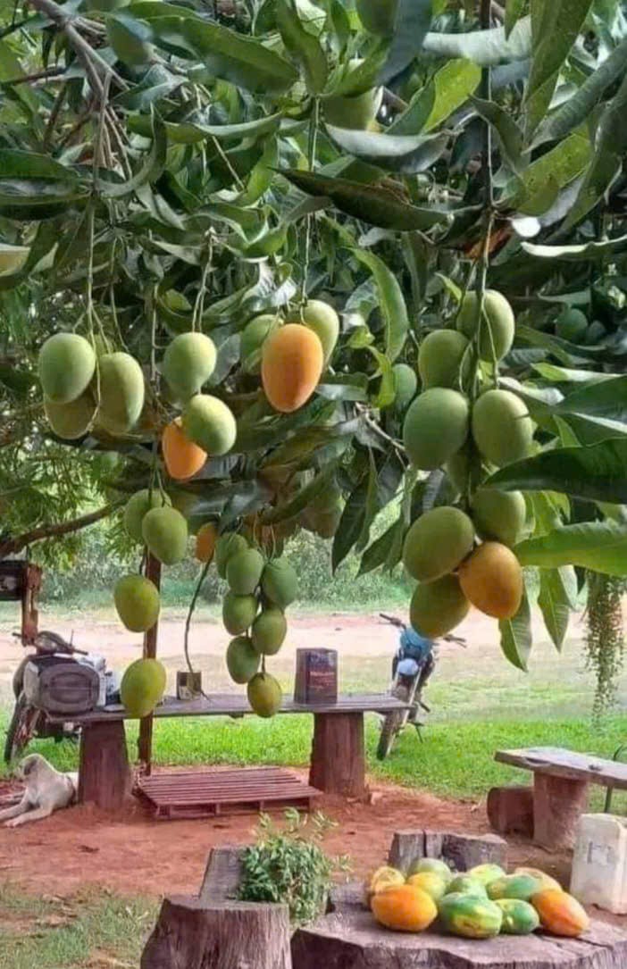 Mùa trái rụng năm xưa. Tản văn của Bạch Phần