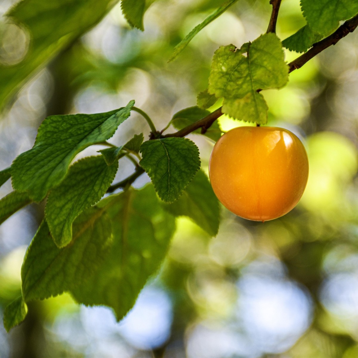 Những vị thần trong vườn