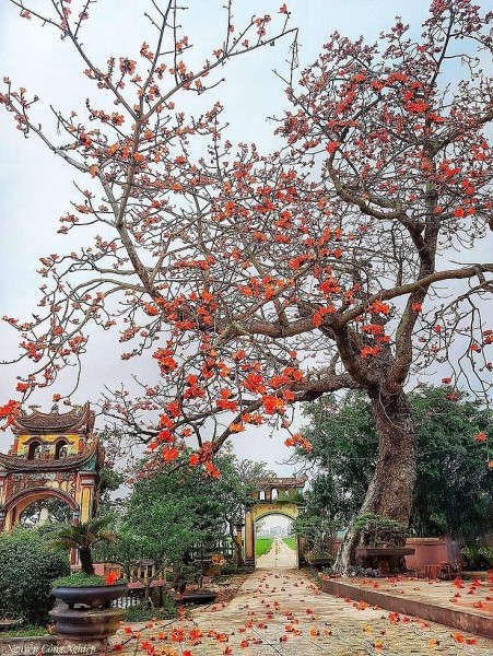 loi nguyen cua rung xanh truyen ngan cua nguyen phuoc giang