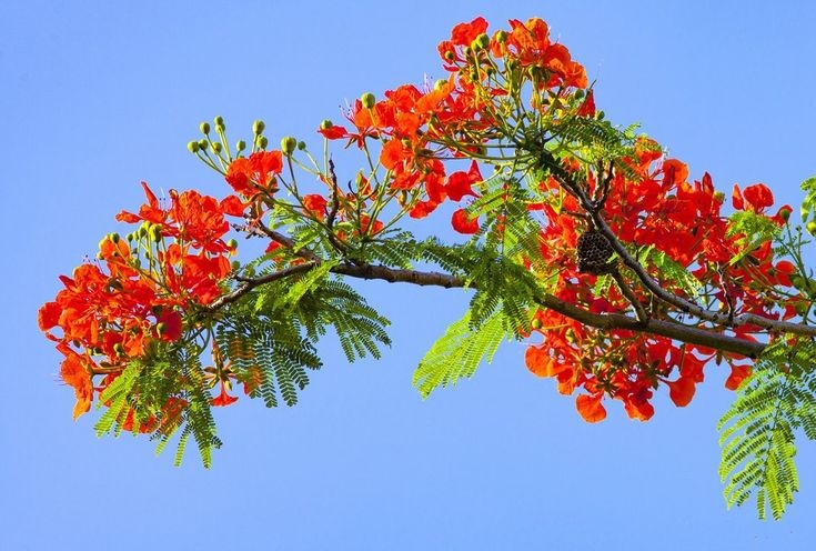 Chút suy tư về mùa hè. Tản văn của Nhã Phương