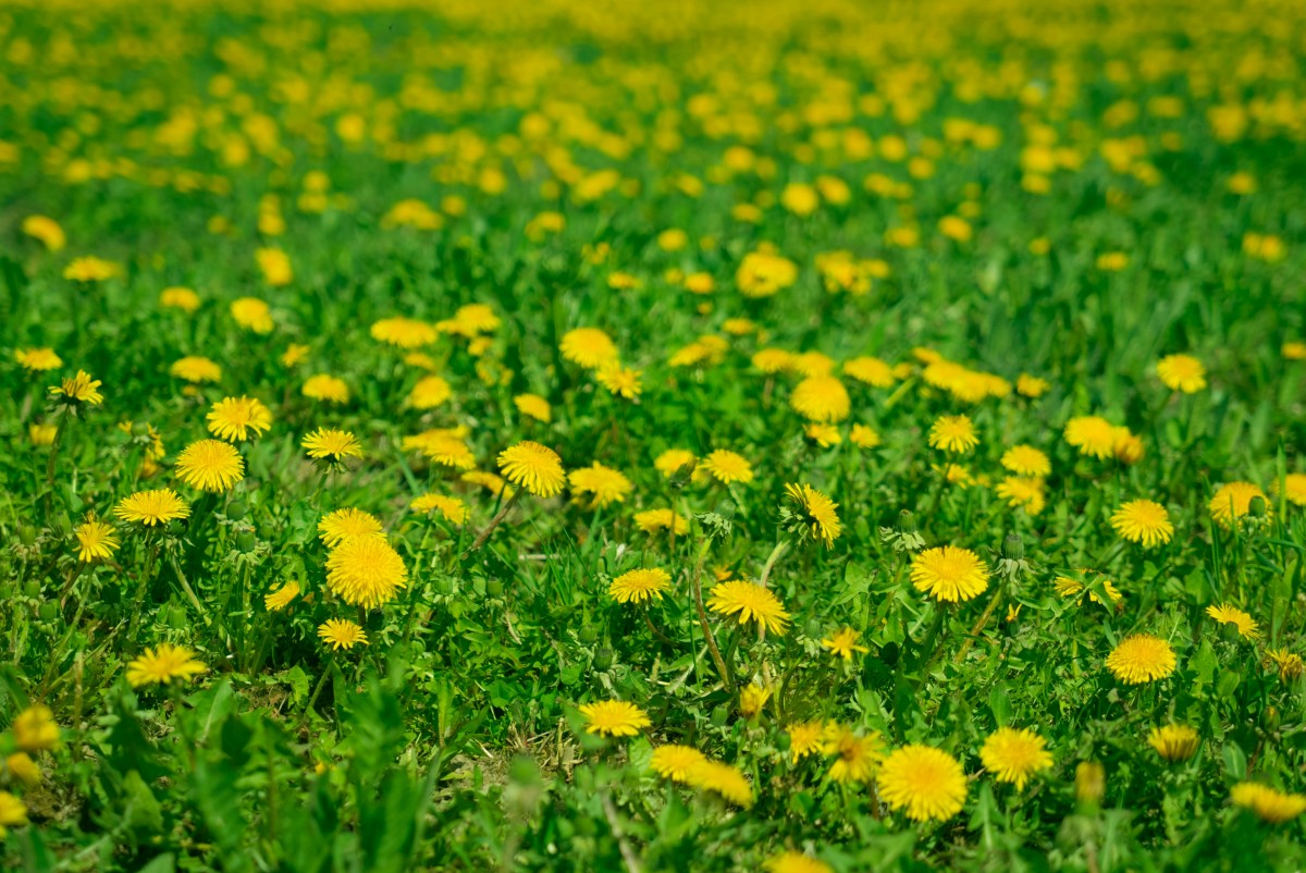 Con đường tuổi thơ ươm nắng. Tản văn của Ngọc Hoài Lâm