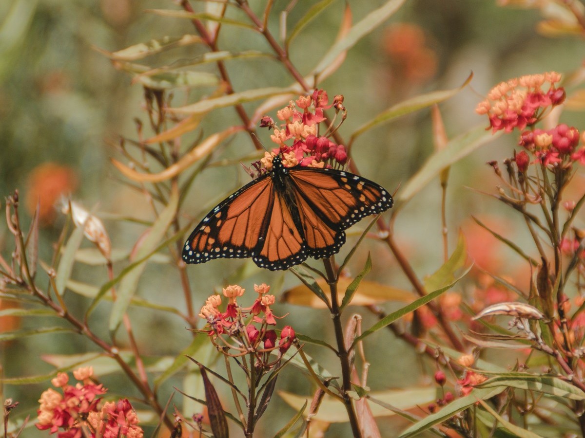 Đêm hoa đăng. Tản văn của Phạm Thắng