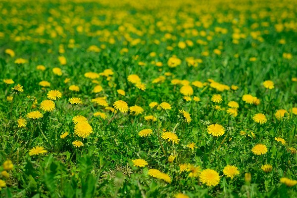 con duong tuoi tho uom nang tan van cua ngoc hoai lam