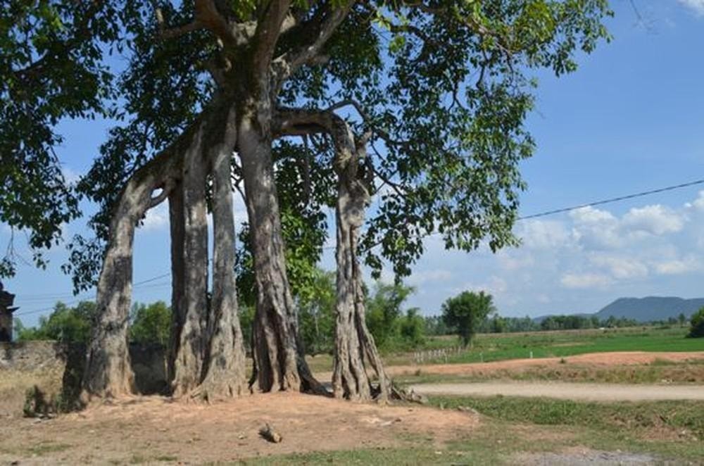 Cây đa đầu xóm. Tản văn của Mai Phương