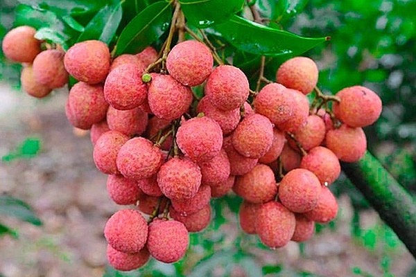 huong vai tan van cua nguyen thu ha sg