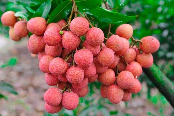 Hương vải. Tản văn của Nguyễn Thu Hà SG