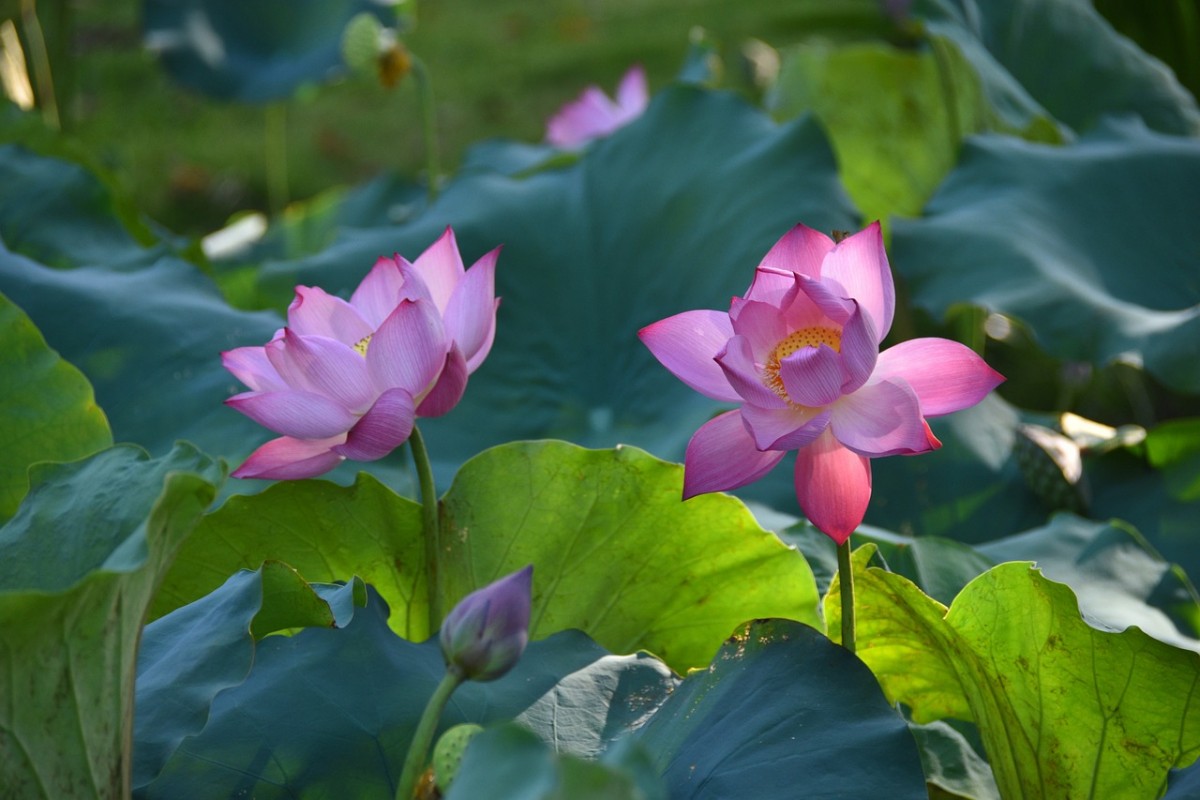 Lời hẹn mùa hè