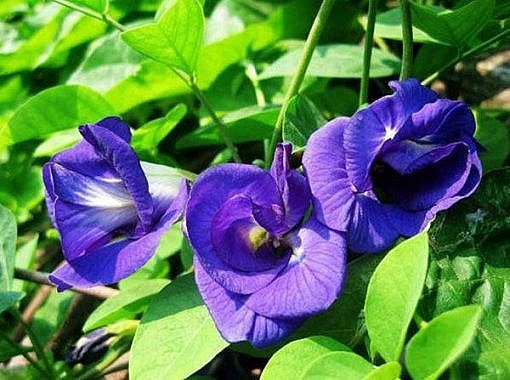 phep thuat hoa dau biec