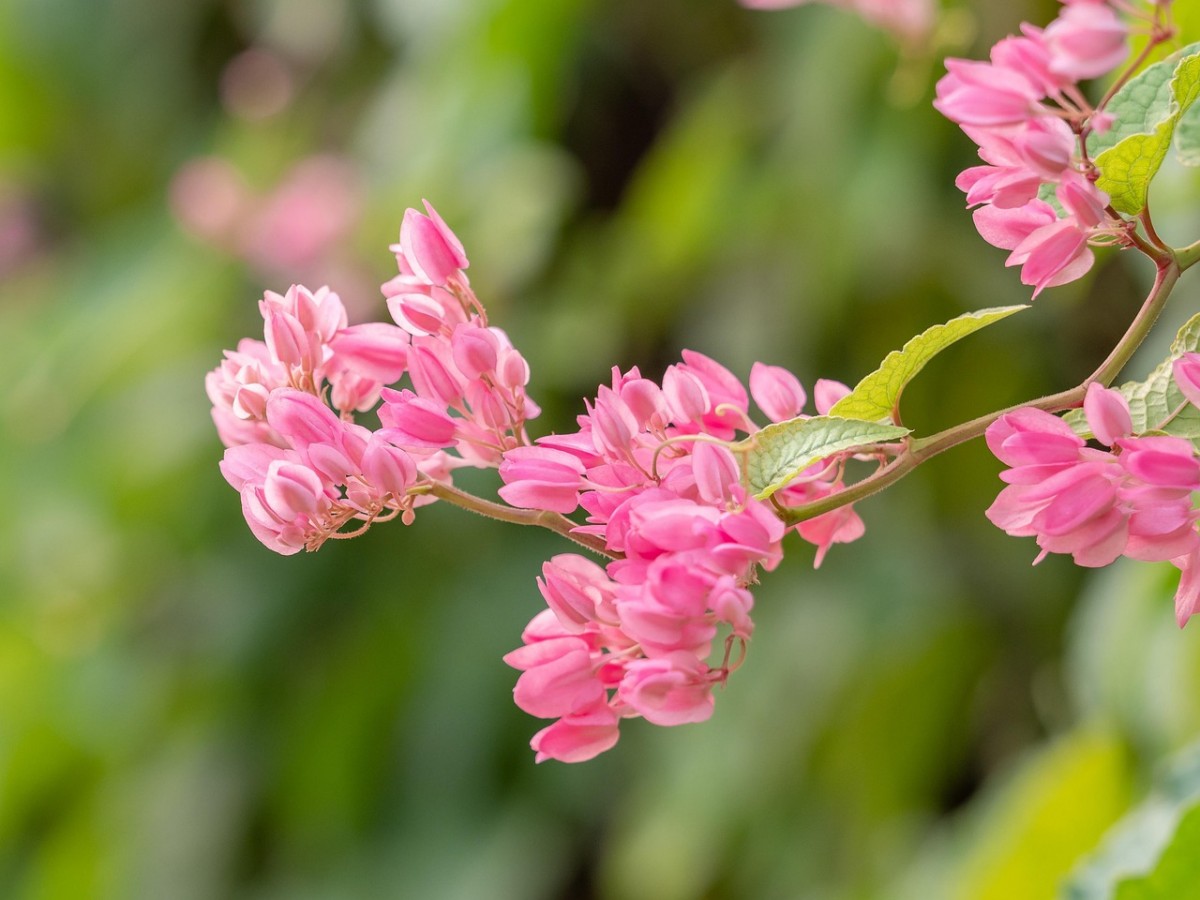 Phép thuật hoa đậu biếc