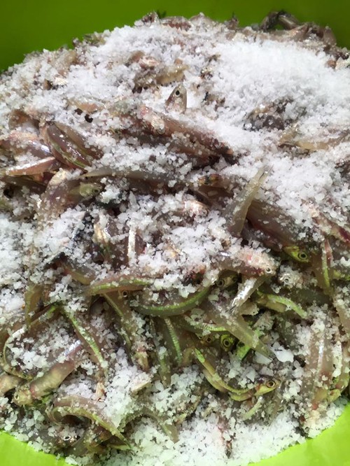 Cá mắm. Tản văn của Mai Tiến Nghị