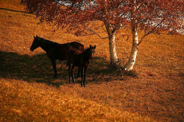 song ma truyen ngan cua tong ngoc han