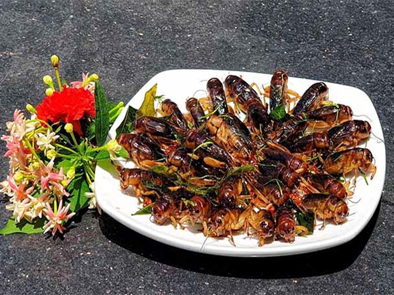 Dế cơm mùa nước lụt. Tản văn của Ngô Văn Tuấn