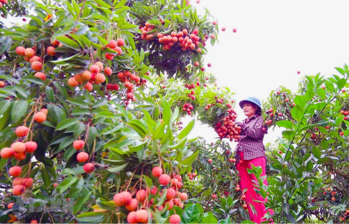 Ảnh minh họa. Nguồn: Internet