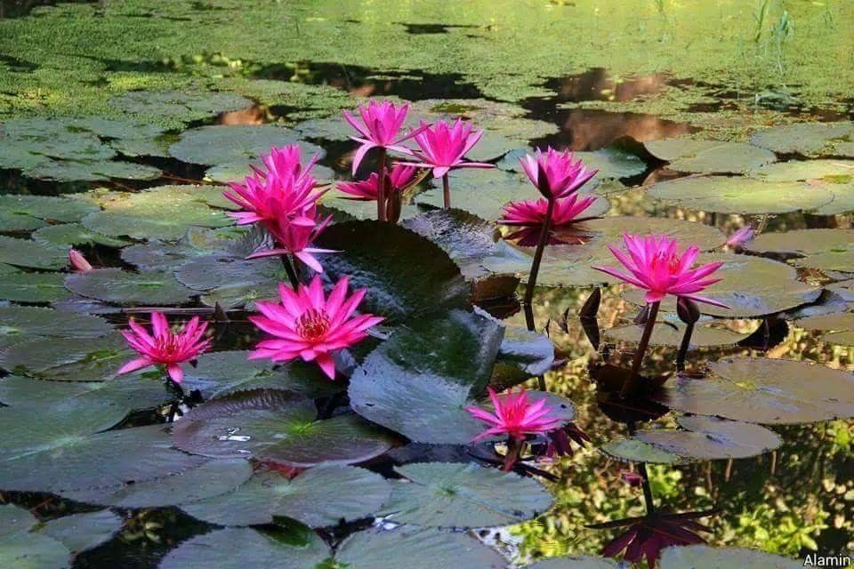 Không đợi mùa, hoa súng nở. Tản văn Sương Nguyệt Minh