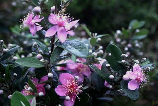 voi me mien trung tuy but cua nguyen ngoc phu