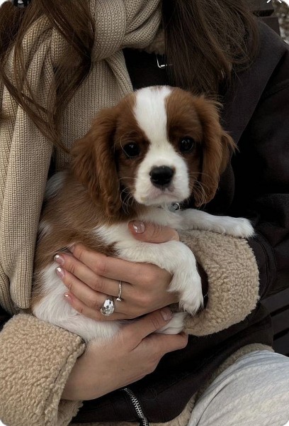 tro lai voi nguoi truyen ngan cua vo dieu thanh