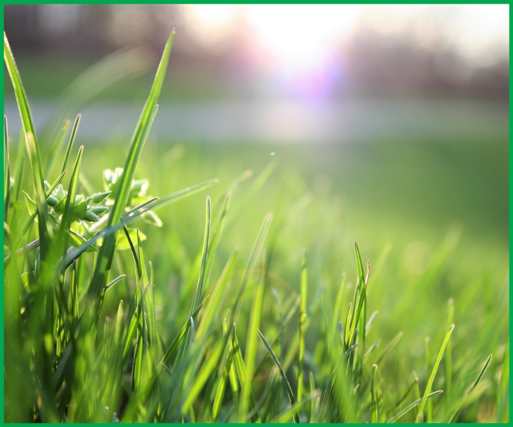 co truyen ngan cua nguyen hong