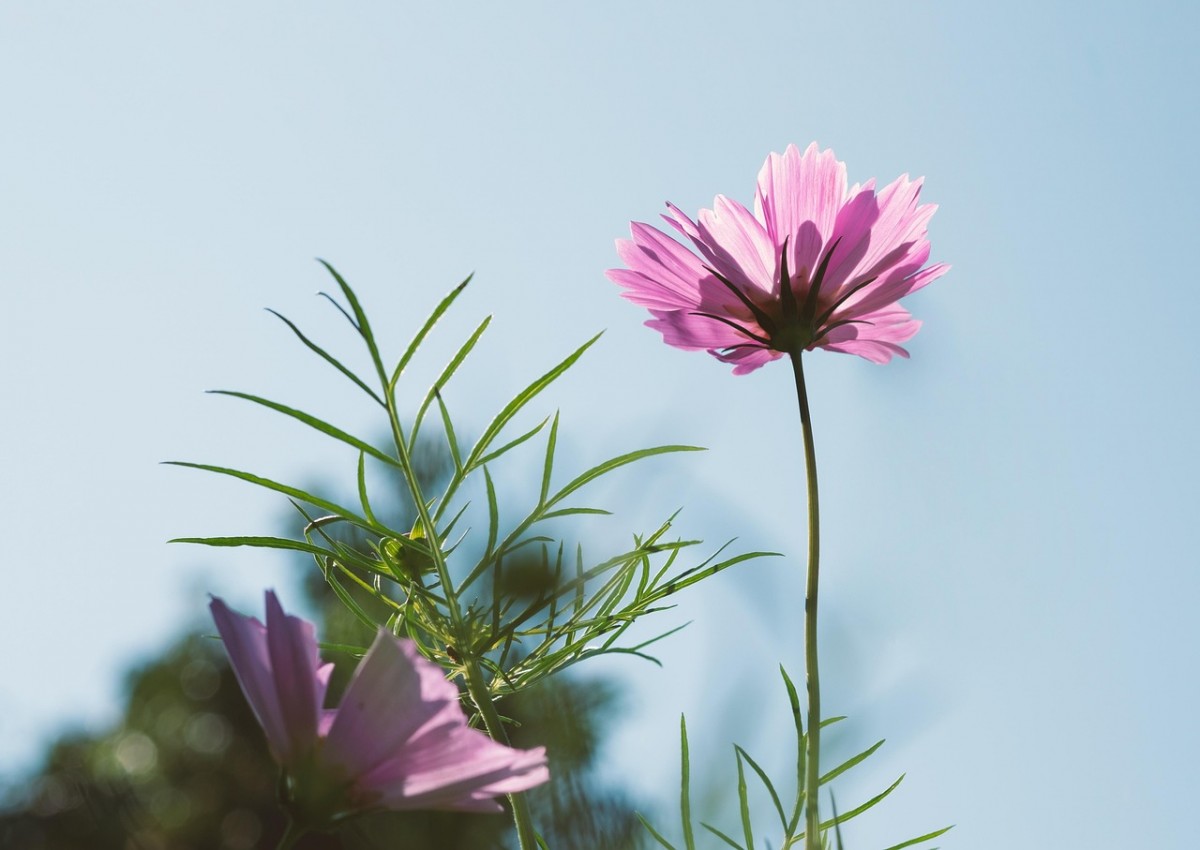 Tóc Dài và Tóc Ngắn