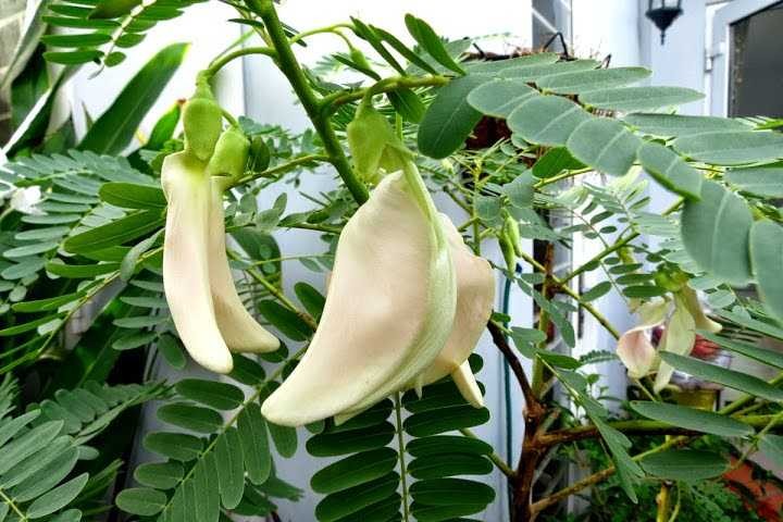 Trắng mùa bông so đũa.  Tản văn của Phan Huy