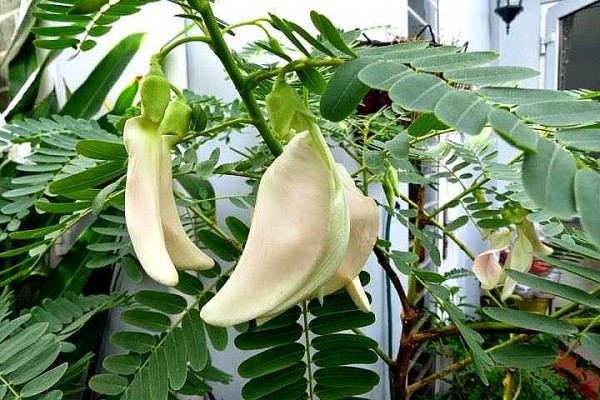 trang mua bong so dua tan van cua phan duy