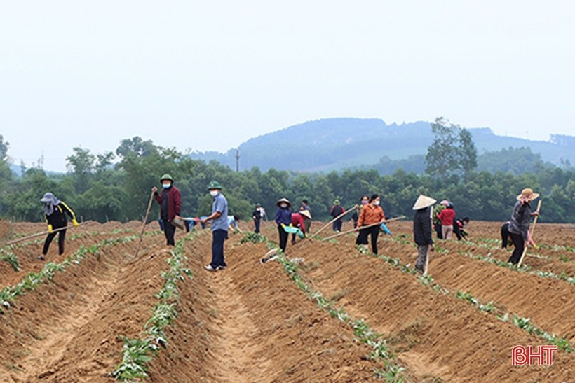Nắng xiên khoai. Bút ký của Trần Hậu Thịnh