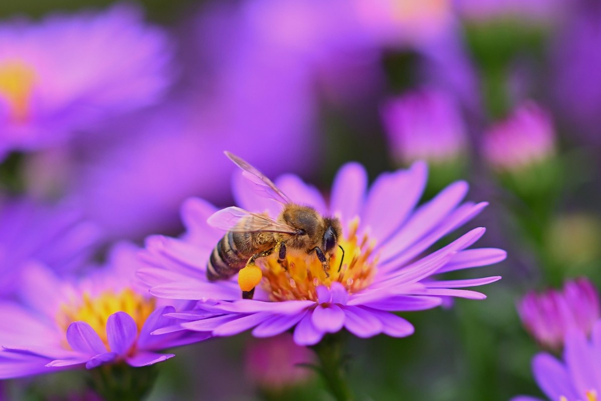 Ghét quê. Truyện ngắn của Thanh Vy